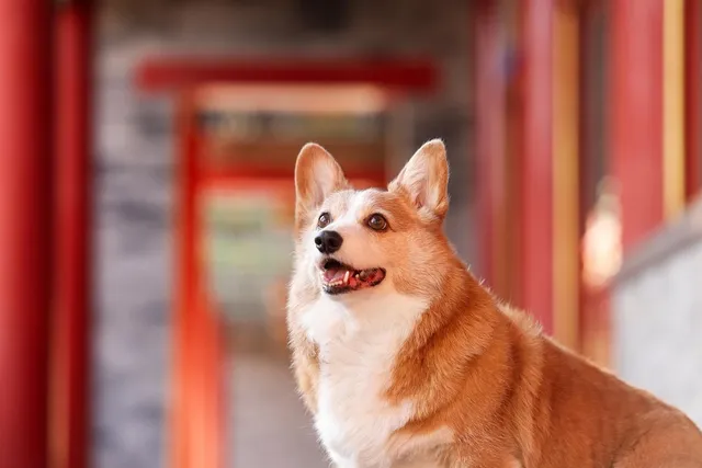 corgi 1280x1024 wallpaper Art HD Wallpaper